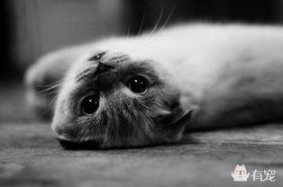 娱乐吃瓜酱虐猫,真相与反思